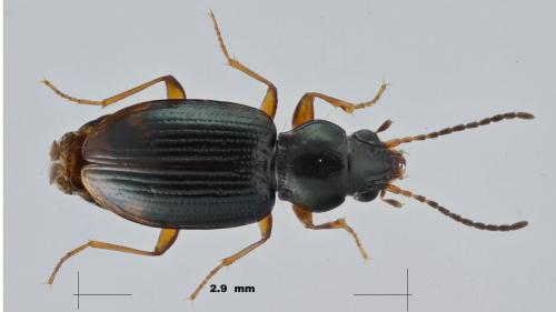Bembidion assimile